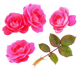 Set of pink rose flowers and leaves