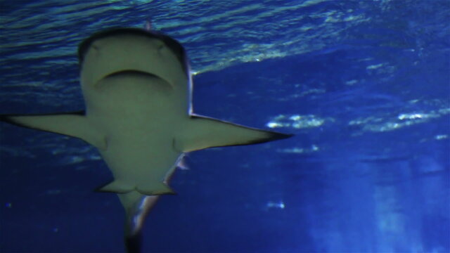 Underwater shot of approaching  Shark, coral reef environment.