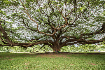 Fototapeta na wymiar Big tree with branch magnify