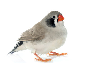 male Zebra finch