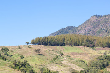 Pine forest on moutain