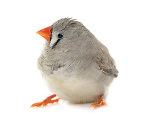female Zebra finch