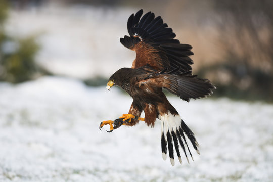 Harris hawk in flight above snowy grass