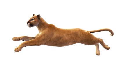 Puma, mountain lion leaping, wild animal isolated on white background