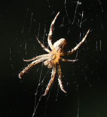 Spider. close