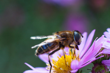 Colorful photo of bee on purple flower on green background.