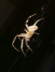 Spider. close