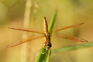 Dragonfly orange background, Silhouette