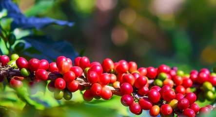 Close up coffee beans ripening on tree in North of thailand