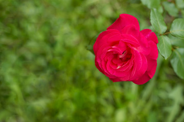 
Pink rose flower on a green background
