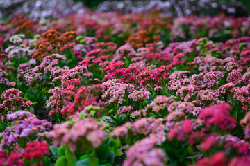 Colorful flowers in the park, selective focus