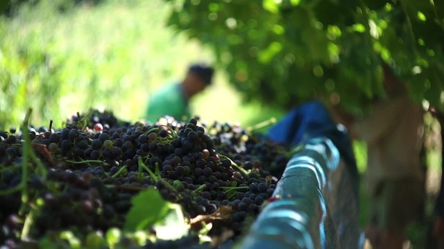 Vendemmia2