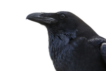 Portrait of a black crow