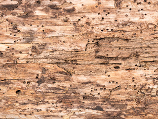 trunk background