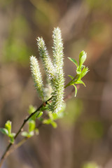 Willow branch in spring