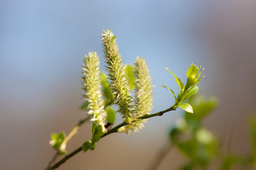 green spring branch closeup
