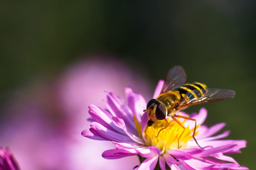 Colorful photo of bee on purple flower on green background.