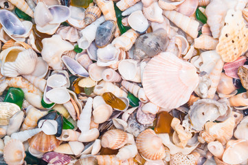shells
