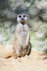 Fototapeta premium Suricata