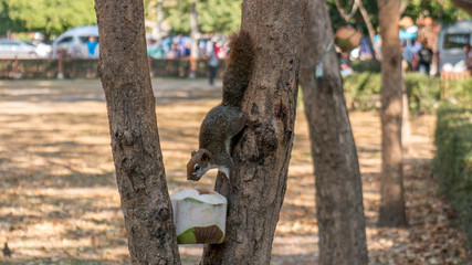 Squirrel drinks from a coconut in a tree