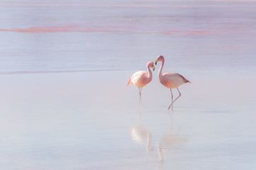 Two flamingo © Helen Filatova