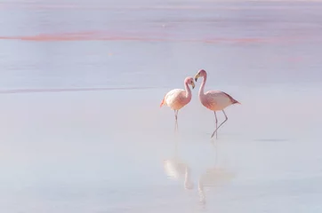 Fotobehang Two flamingo © Helen Filatova