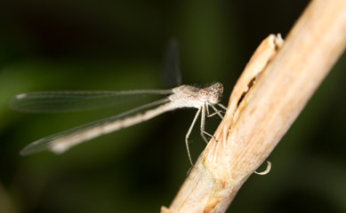 dragonfly in nature. close