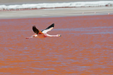 Flying flamingo