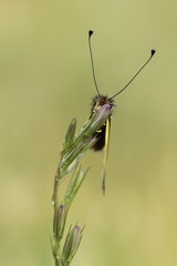 Libelloides coccajus
