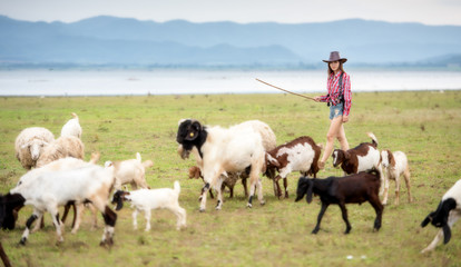 Local shepherd with a goat herd in the green mountains. Thailand