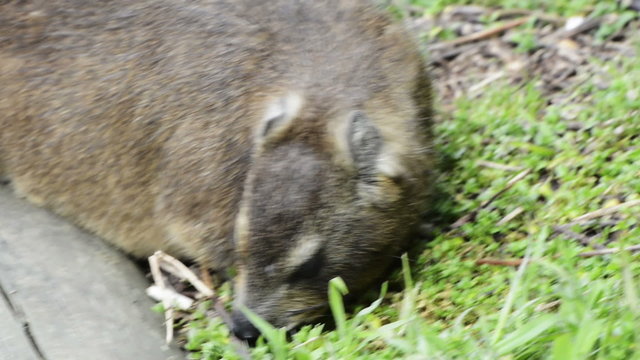 The rock hyrax or rock badger, also called the Cape hyrax or in South African English the Rock Dassie, of the order Hyracoidea, and the only living species in the genus Procavia 