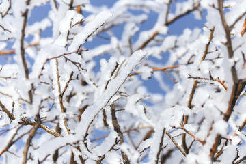 branch of a tree in the snow against the blue sky