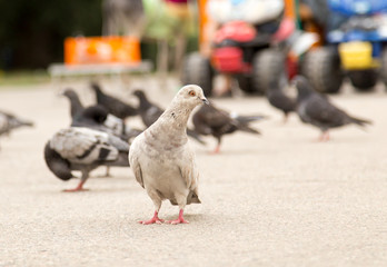 dove on the road