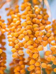 Date fruits on the tree. Close-up.