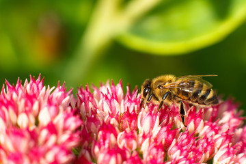 Bee on pink flower. Shallow depth of field