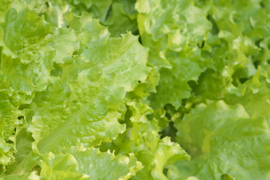 resh green lettuce salad leaves in countryside garden, ready to be harvested