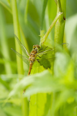 Dragonfly warming its Wings in the Early Morning Sun