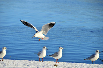 Möwen am schneebedeckten Flussufer