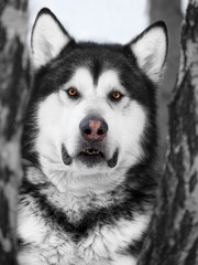 Alaskan Malamute in the forest
