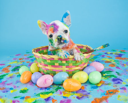 Painted Easter Puppy