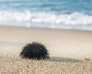 Urchin  at the coast line.