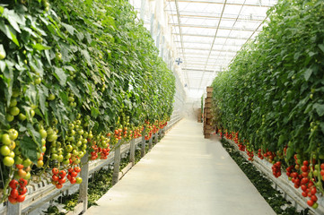 Hydroponic tomato gardening
