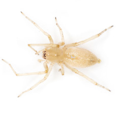 yellow spider. close-up