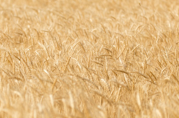 ears of wheat on the nature
