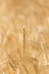 ears of wheat on the nature