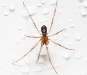 Spider on a white background with water drops