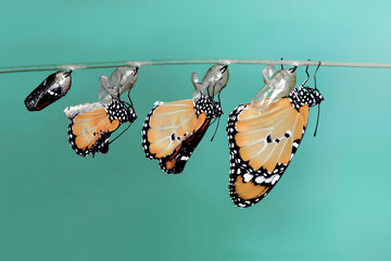 Сaterpillar of swallowtail - Stock Image