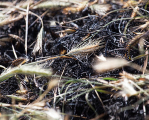 Burned grass with ears