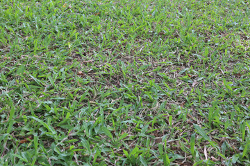 Green lawn for the background.