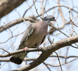 dove on the tree in nature